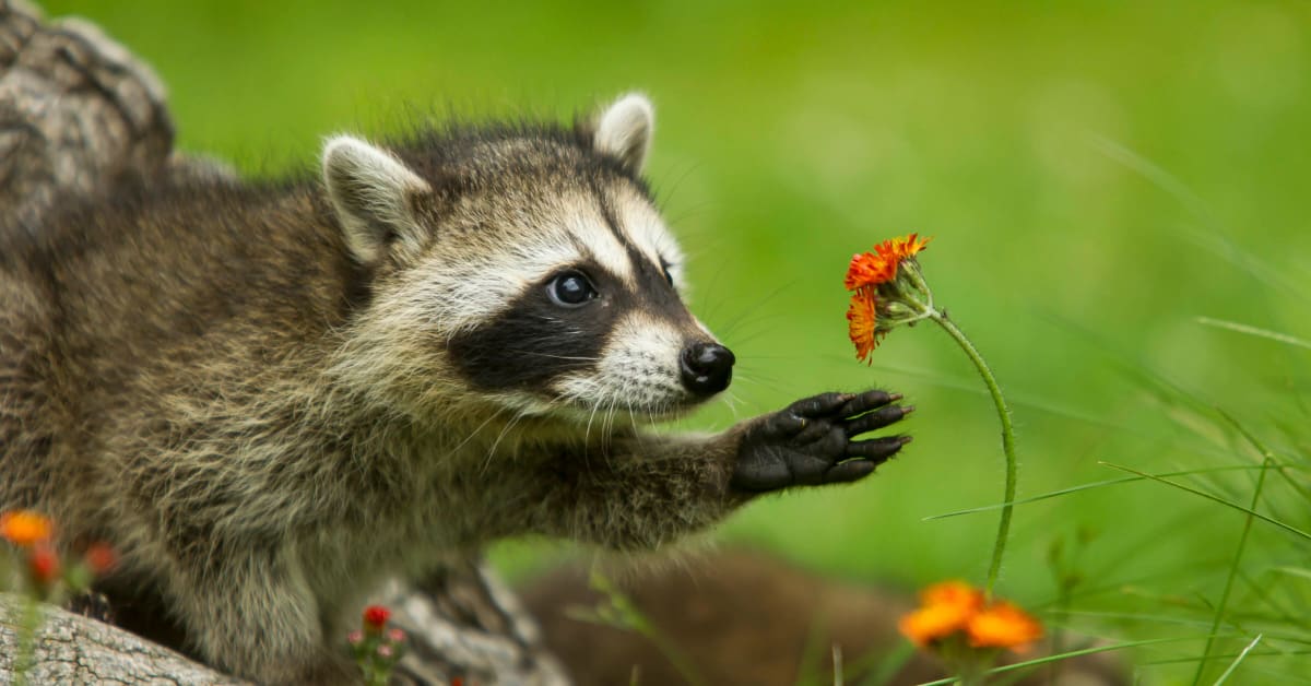 Curious raccoon
