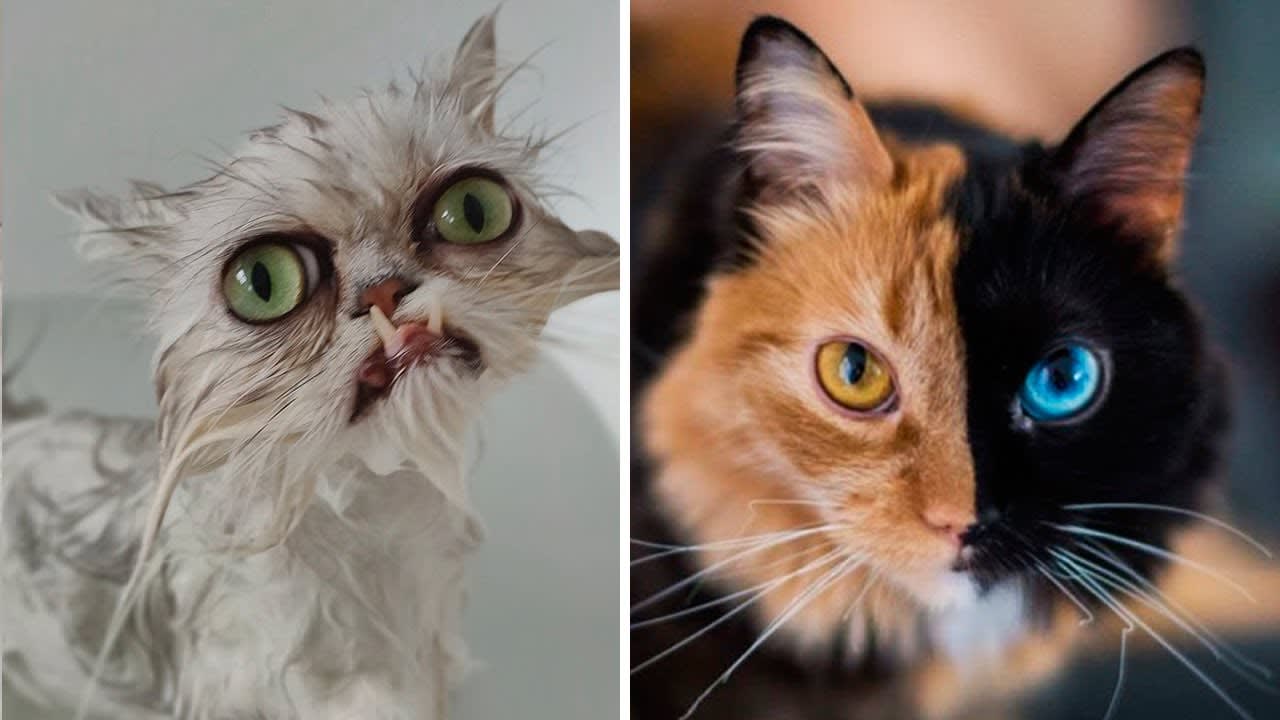 The strange cat