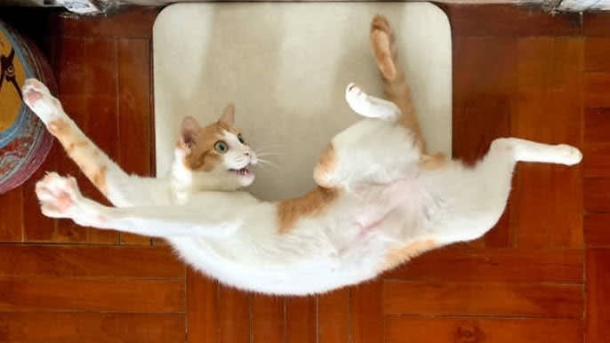 Naughty cat
