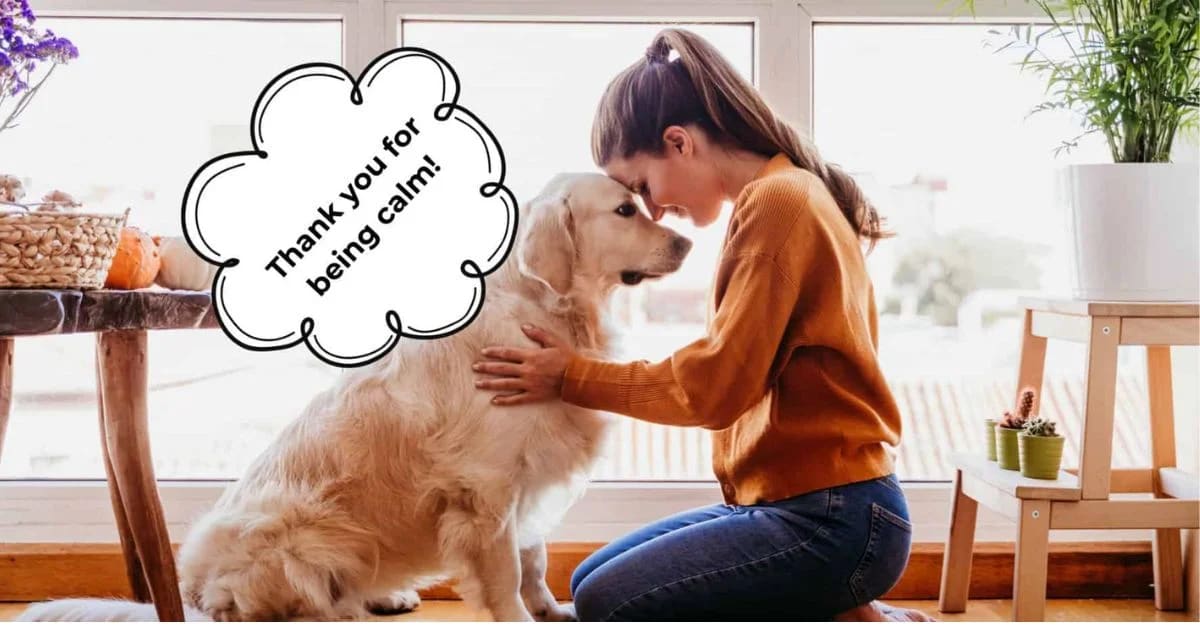 Talking to Pets Like Humans: Why Do We Do It?