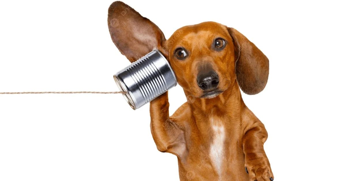 Why Talking to Pets Feels Completely Normal