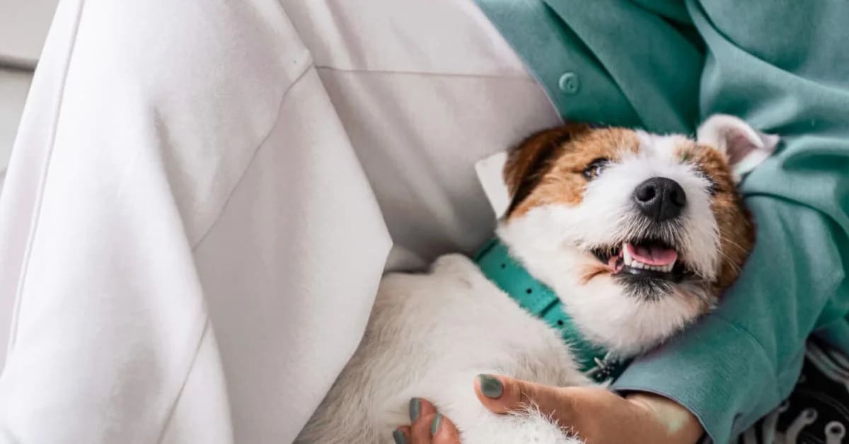 Why Humans Pet Everything They Can