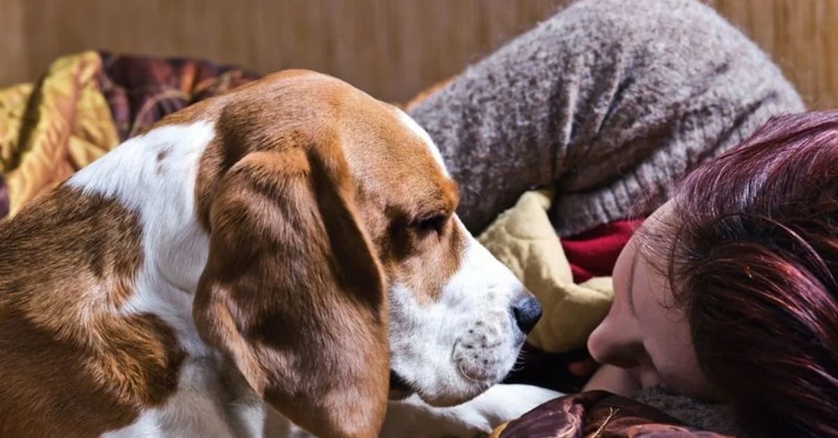 How Dogs Respond to Human Emotions