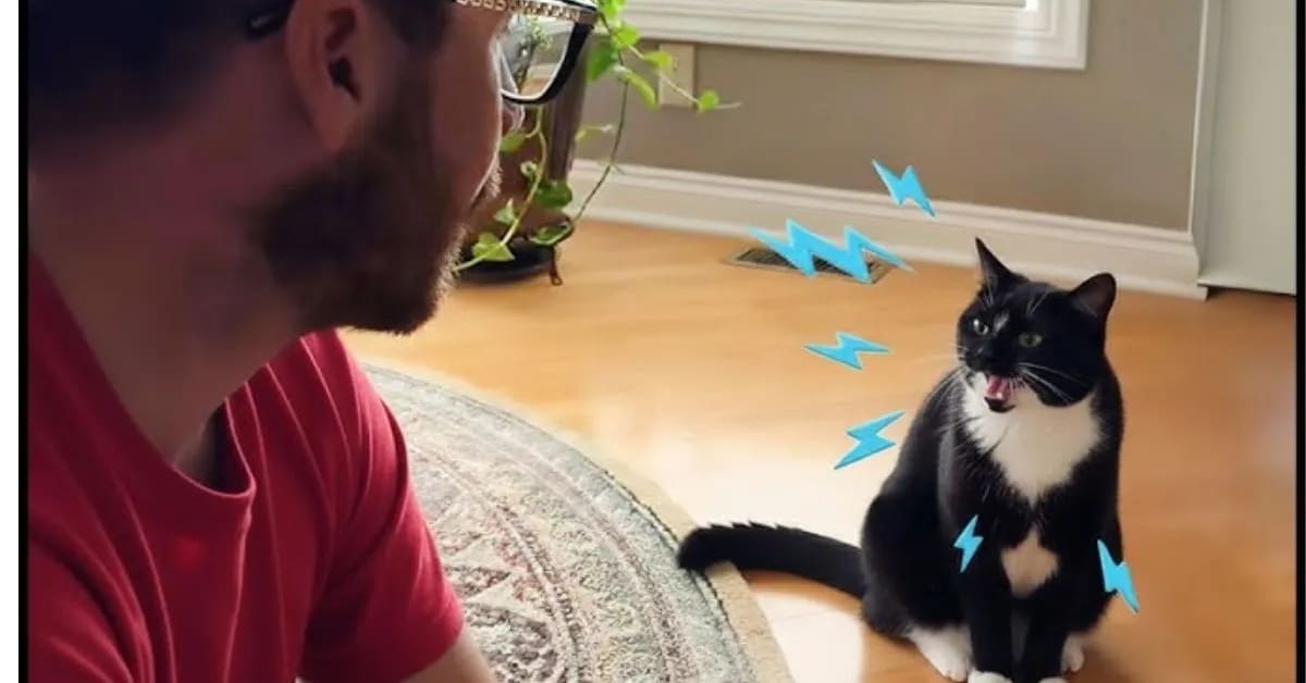 Why Do Humans Talk to Animals If They Can’t Understand?