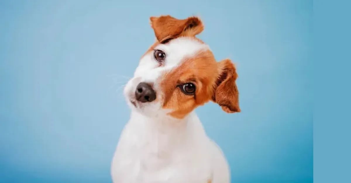 Why Do Humans Talk to Dogs Like Babies?