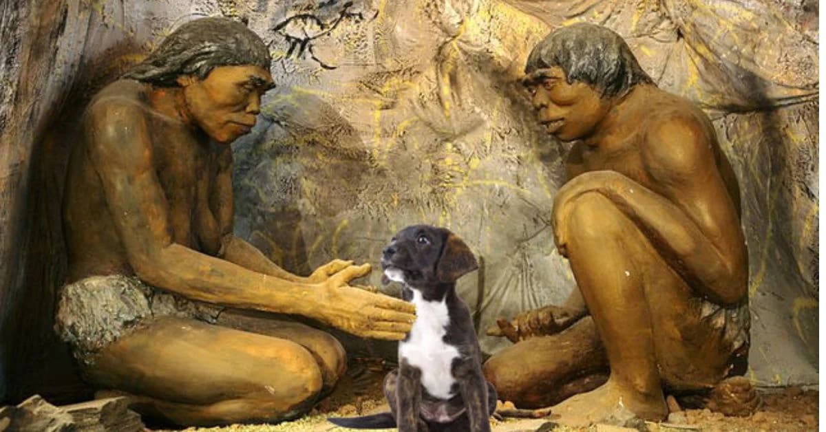 Humans’ Attachment to Pets: A Psychological Need