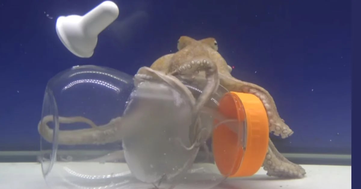 Octopus Blood: Why It’s Blue