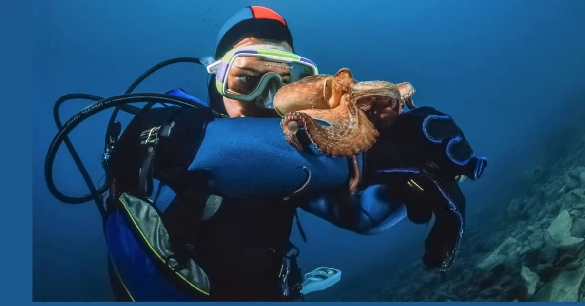 Meet the Mysterious Octopus