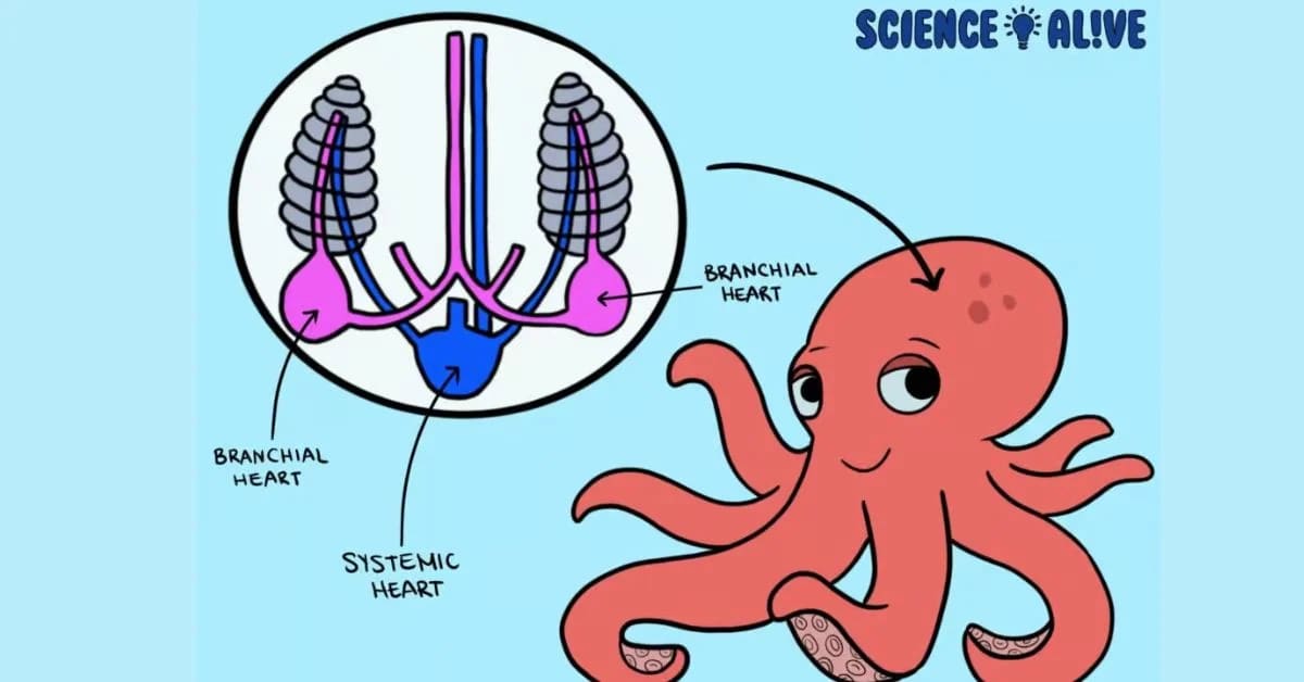 Octopus Lifespan and Survival