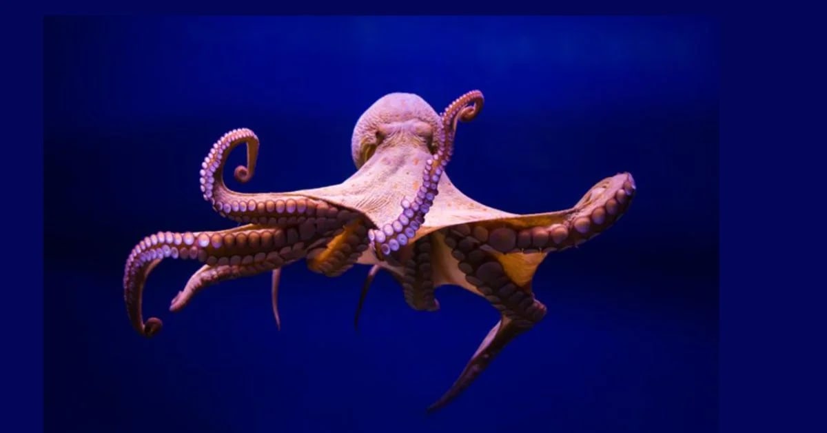 Life in Cold Oceans