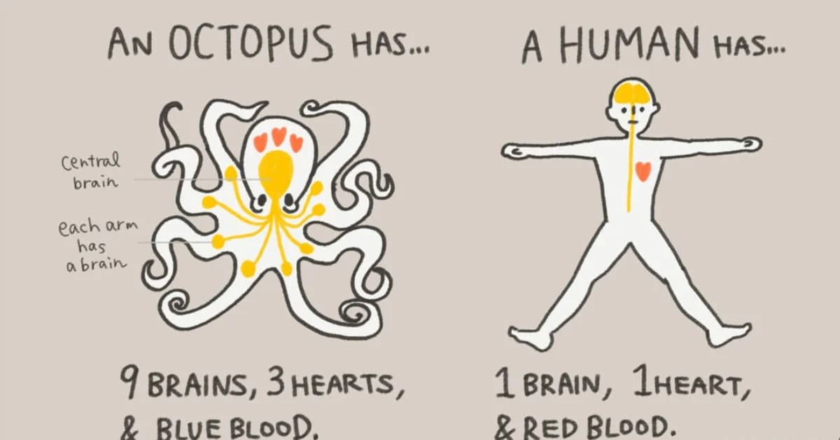 Fun Facts About Octopuses