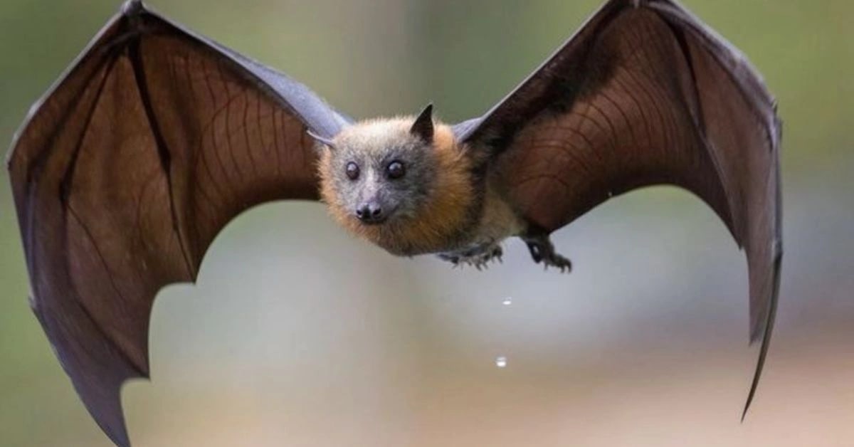 Pallid Bats and Desert Night Flights