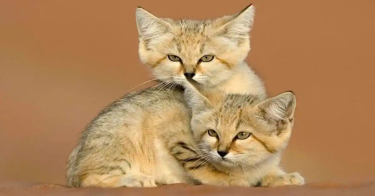 Sand Cat’s Superpowers in Hot Deserts