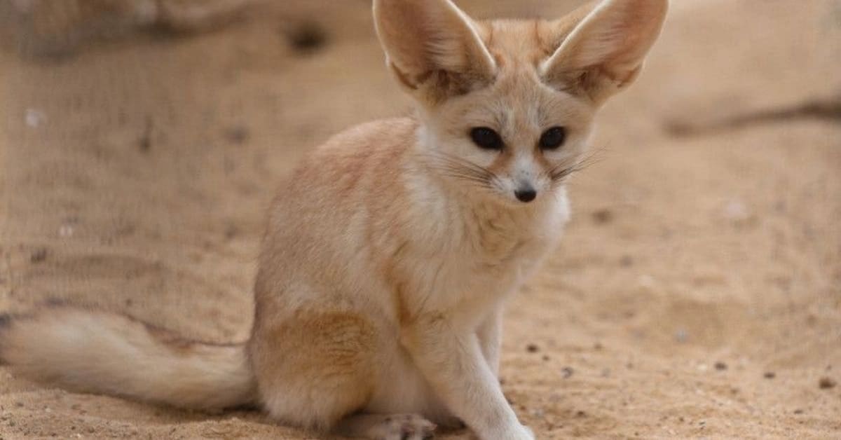 Fennec Fox and Its Giant Cooling Ears