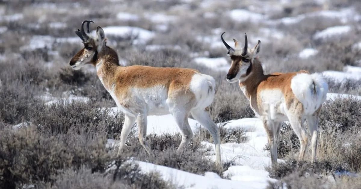 Sonoran Pronghorn’s Speed and Survival