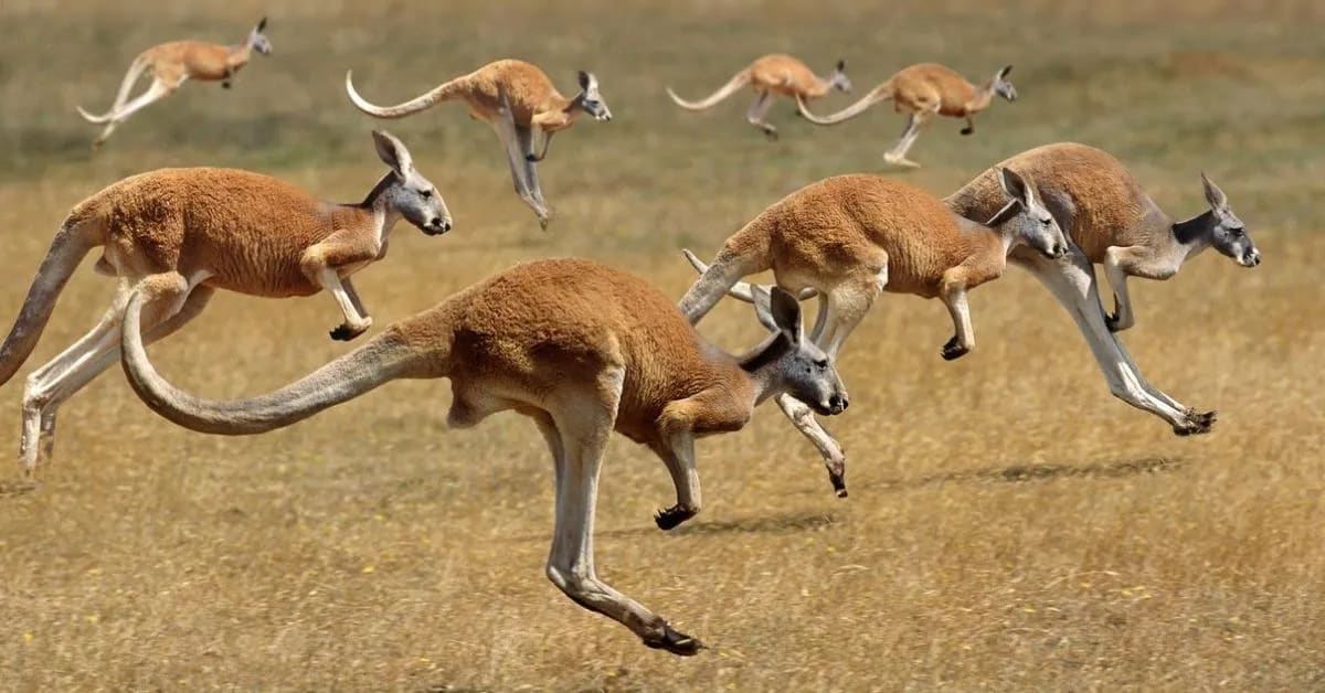 Jerboa’s Kangaroo-Like Movement in Sand
