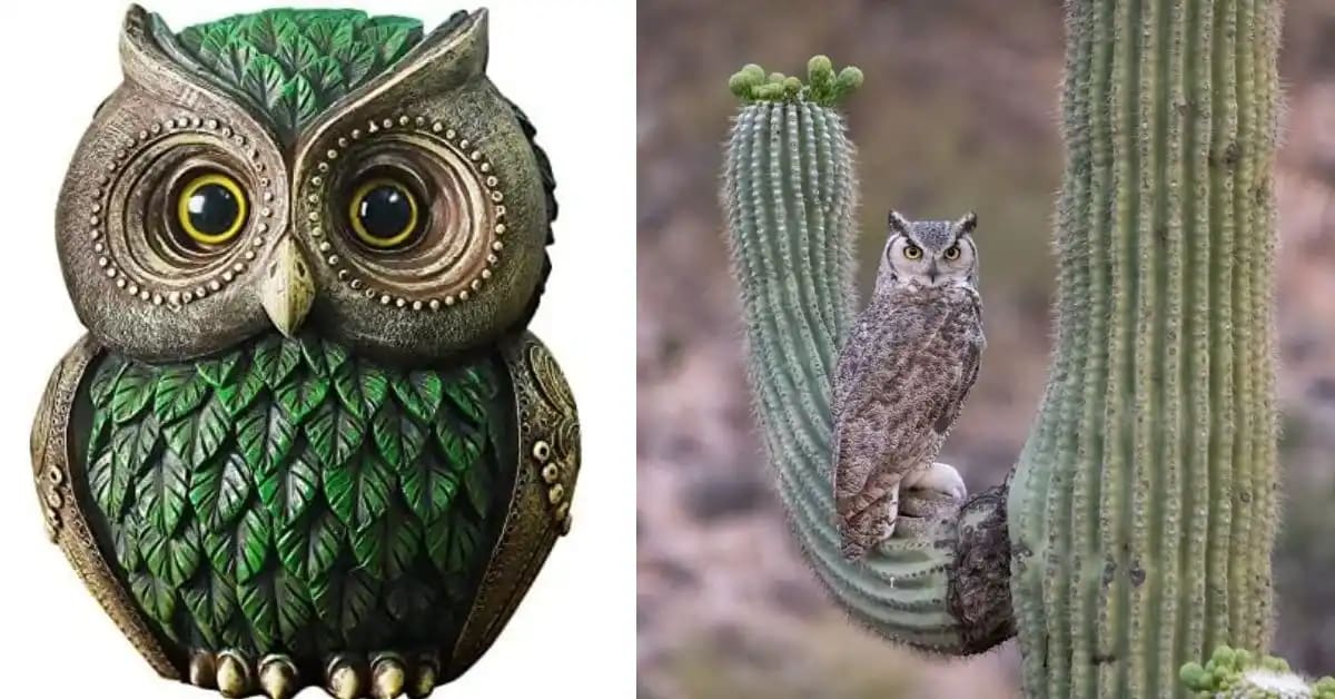 Elf Owls Living Inside Cactus Homes