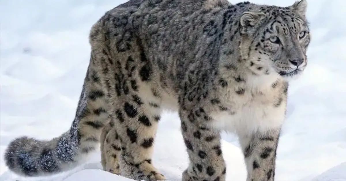 Snow Leopard Living in Cold Desert Regions