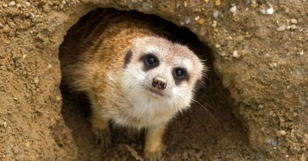 Meerkats and Their Underground Homes