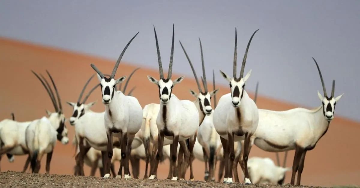 Arabian Oryx and Life Without Drinking Water