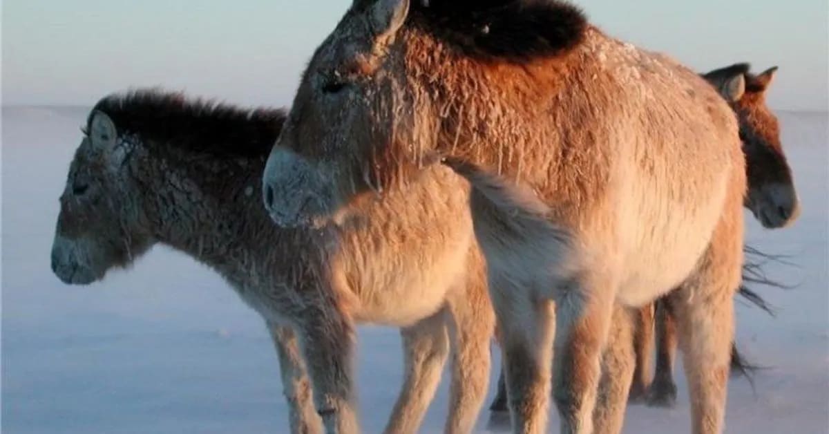 Cold-Weather Survival of Desert Animals