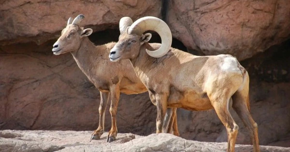 Desert Bighorn Sheep and Water Control