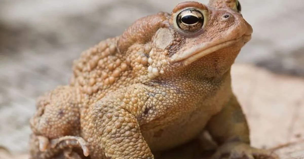 Couch’s Spadefoot Toad and Estivation