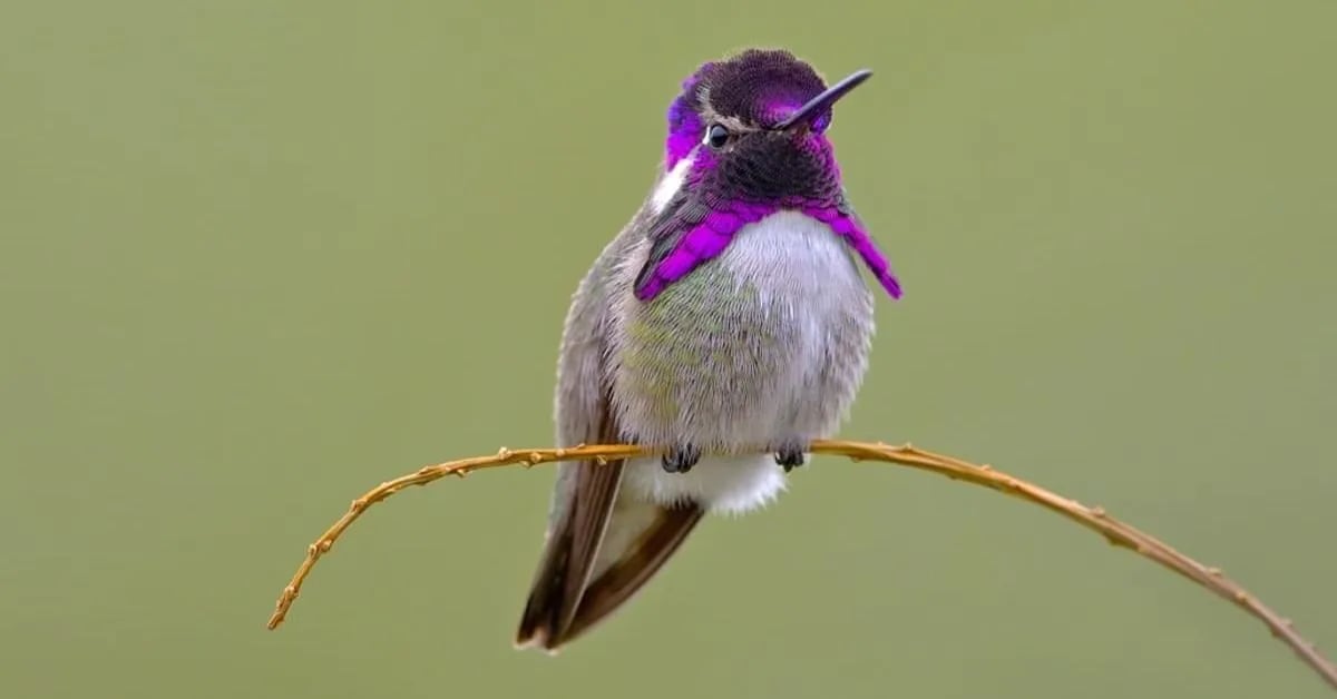 Costa’s Hummingbird and Its Energy-Saving Trick