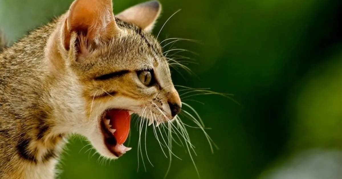 Why Funny Cats Act Weird Around Humans