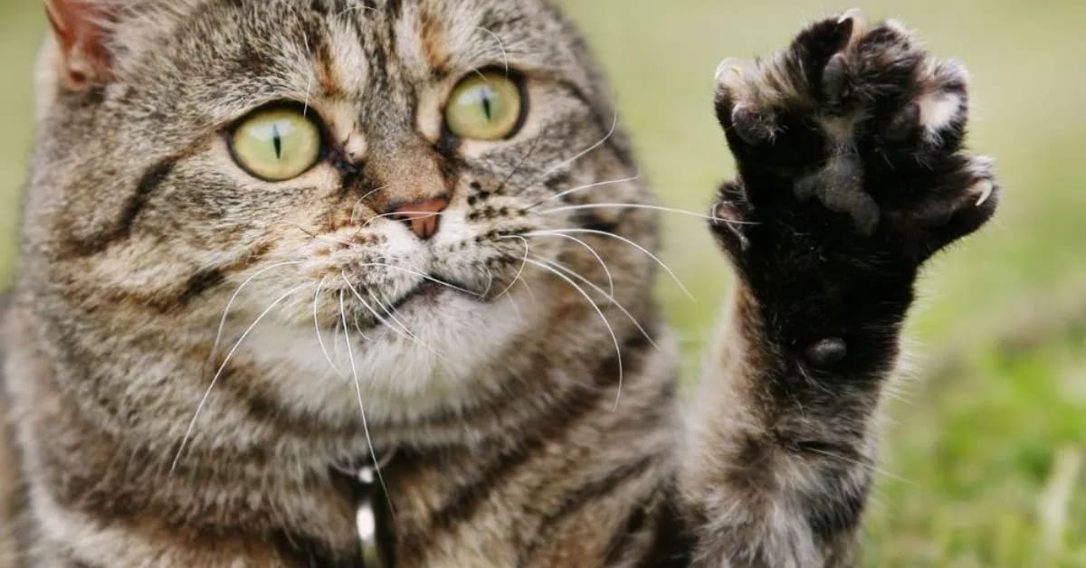 Why Funny Cats Suddenly Attack Ankles