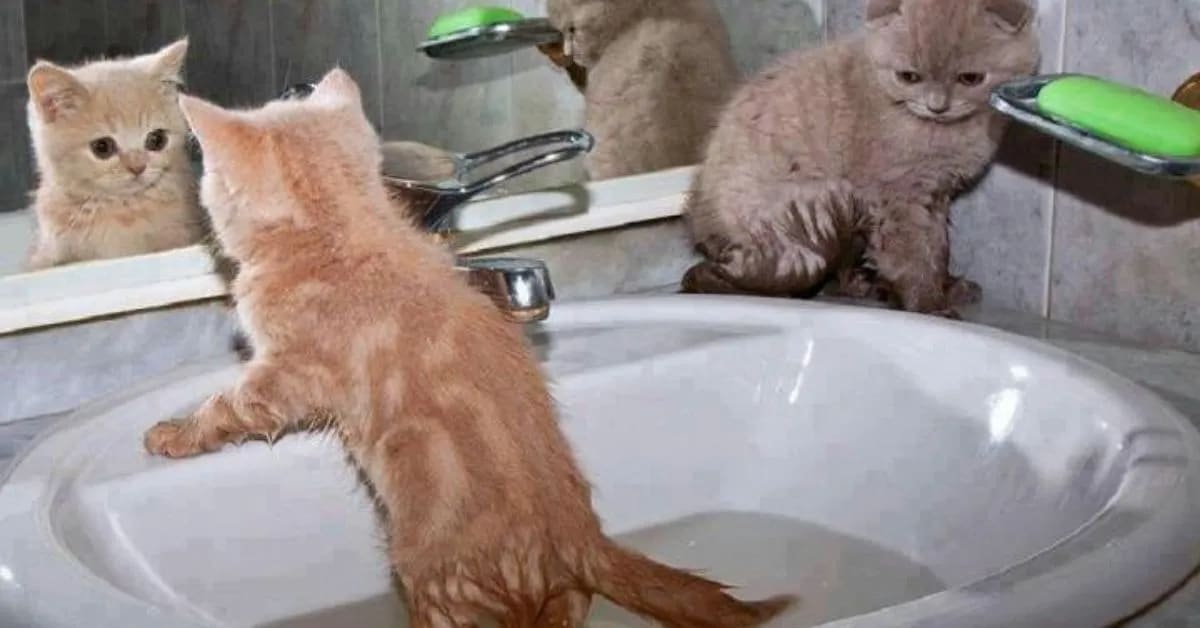 Why Funny Cats Hate Water but Love Sinks