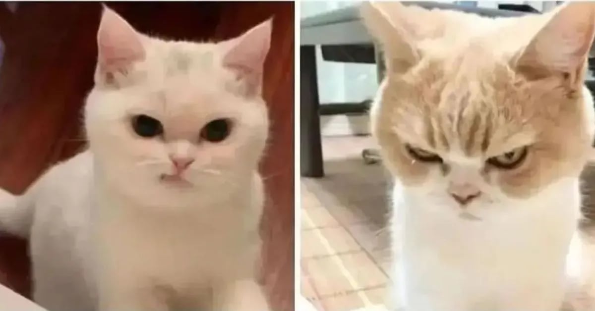 How Funny Cats Became Internet Superstars
