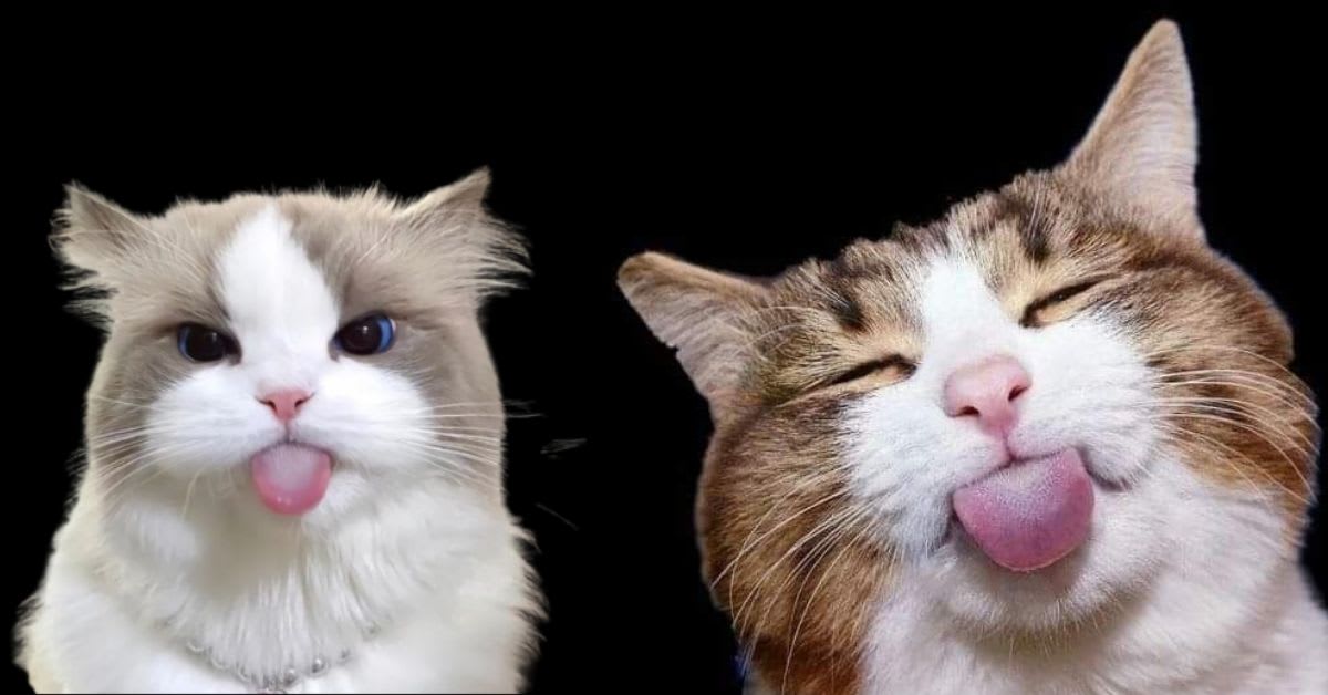 Why Funny Cats Stick Their Tongue Out