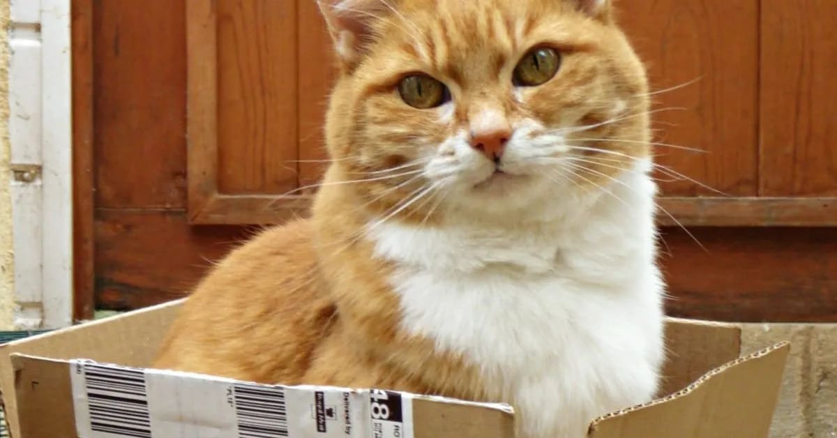 The Real Reason Funny Cats Love Boxes