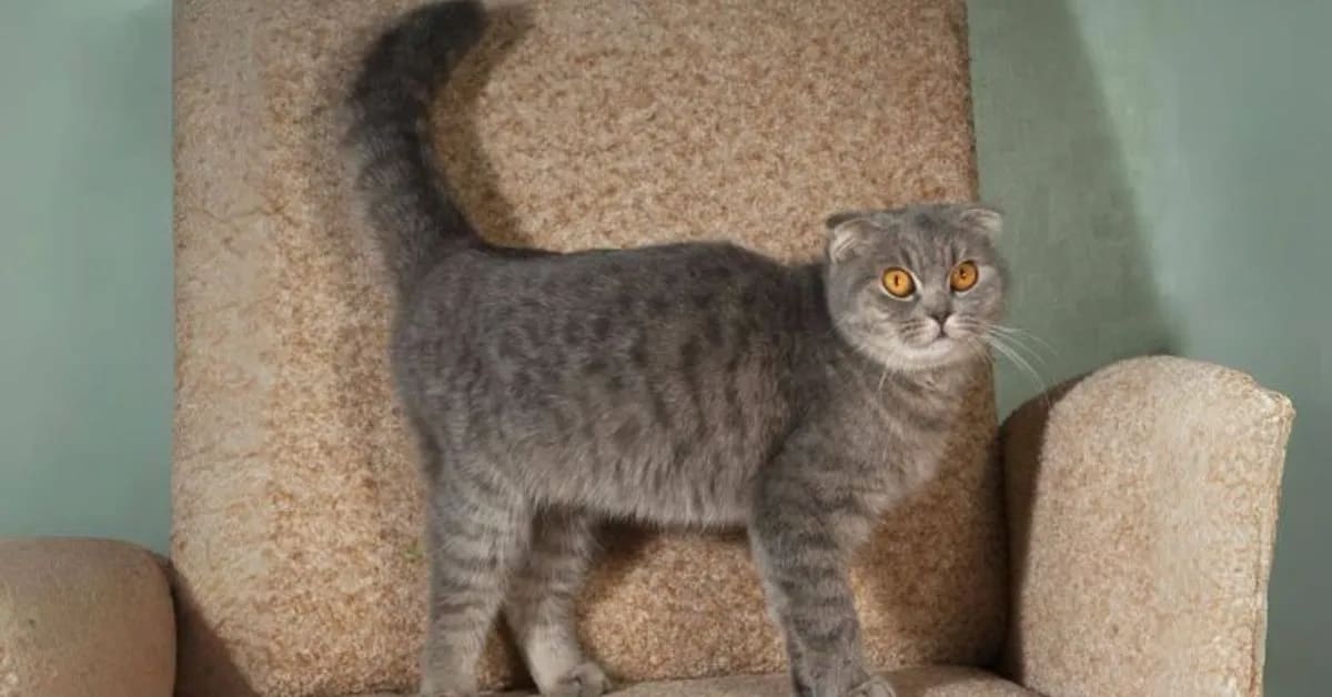 How Funny Cats Communicate With Their Tails