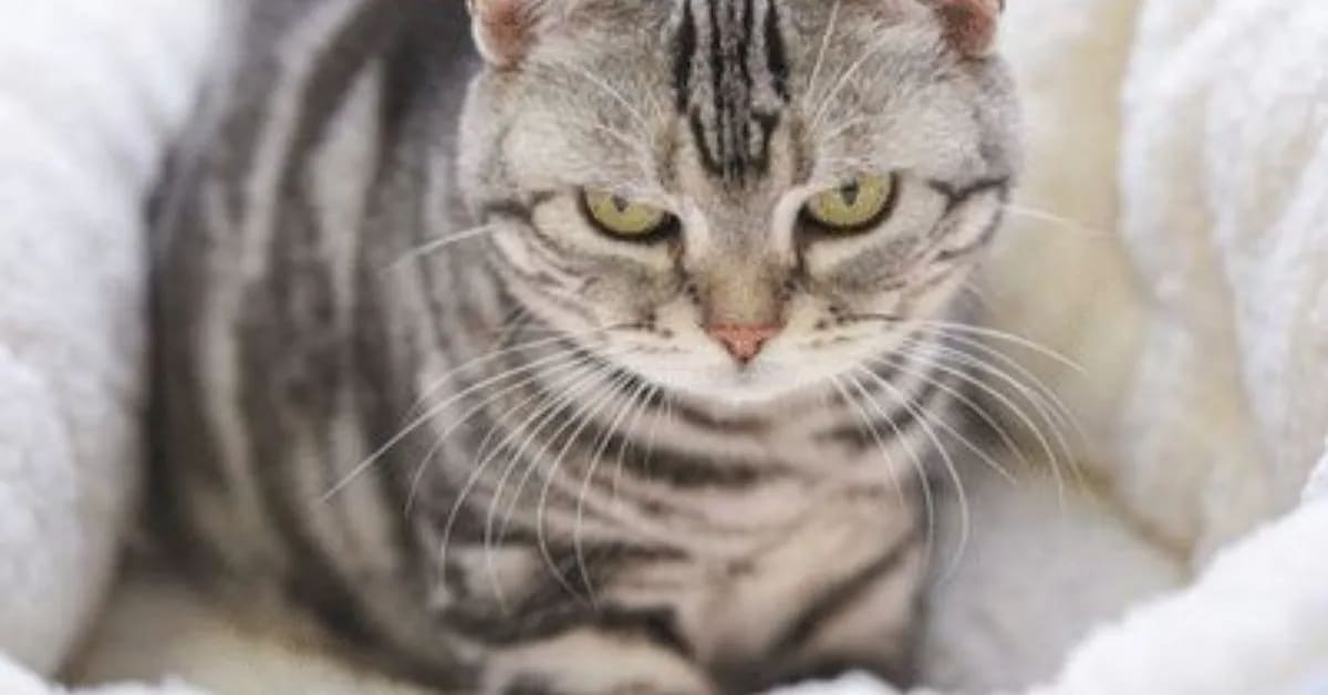 Why Funny Cats Knead Like Making Biscuits