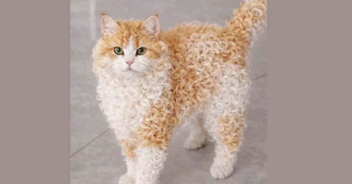 How Funny Cats Use Meowing Only for People