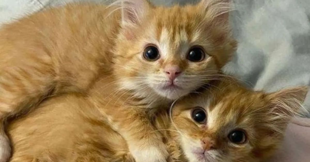 How Funny Cats Show Love in Strange Ways