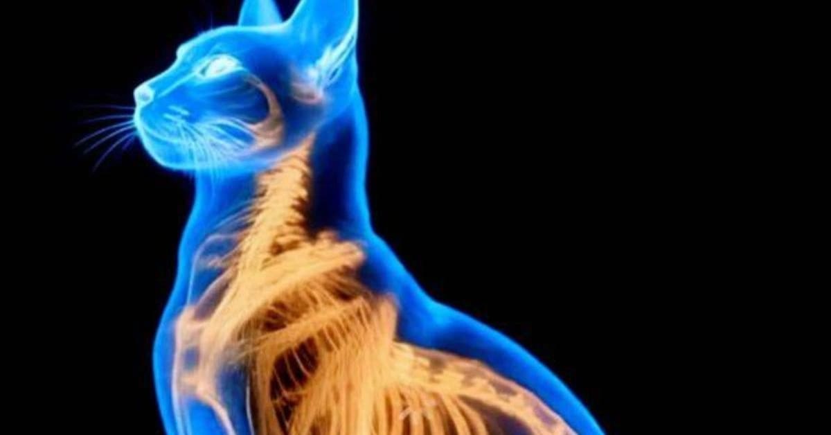 The Science Behind Funny Cats’ Night Vision