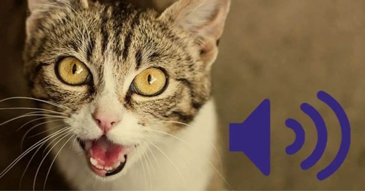 The Truth Behind Funny Cats’ Purring Sound