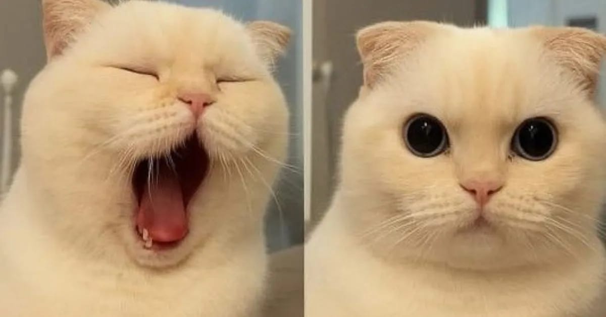 Why Funny Cats Sleep So Much Daily