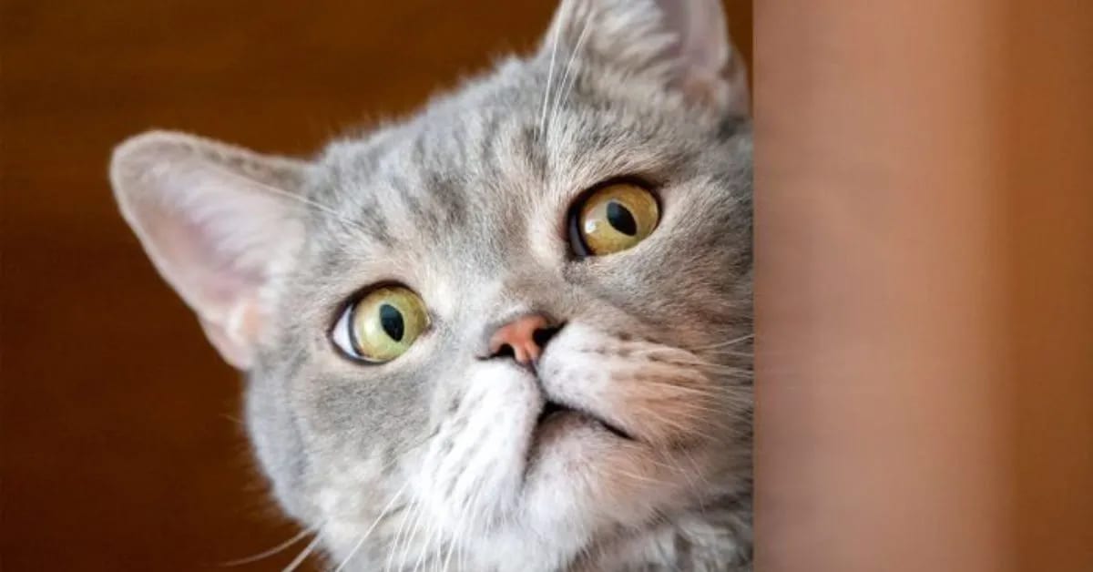  Why Funny Cats Will Never Stop Entertaining Us