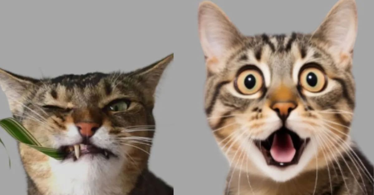 The Secret Organ That Makes Funny Cats Smell the Air