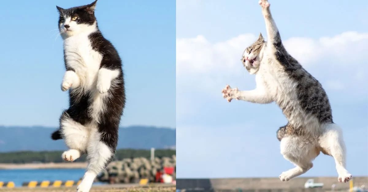 How Funny Cats Jump So High So Easily