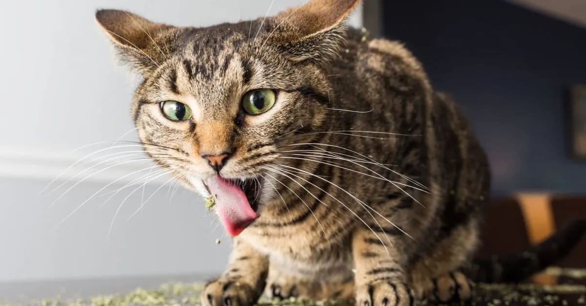 Why Funny Cats Act Crazy After Seeing Catnip