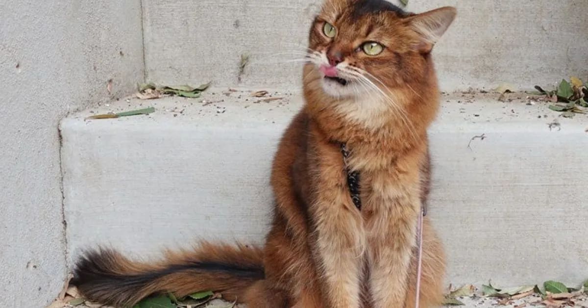 Why Funny Cats Make No Sound While Walking