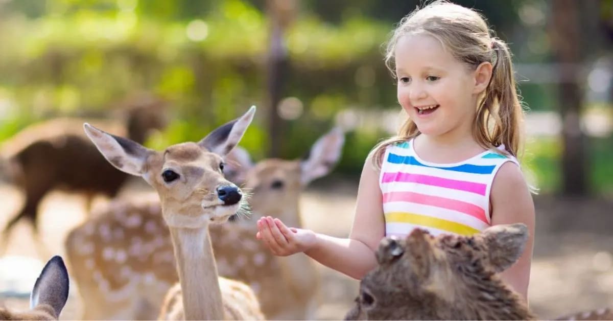 Animal Adventure Jokes