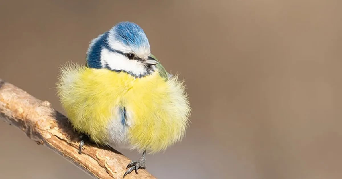 Animal Sound Jokes That Are Hilarious