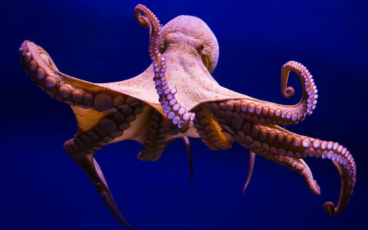 Octopuses Have Three Hearts
