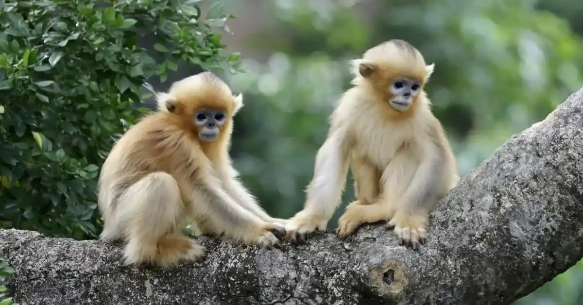 Funny Monkeys That Steal Everything Shiny